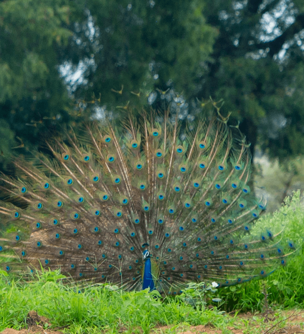 Pfau zeigt seine Federn.