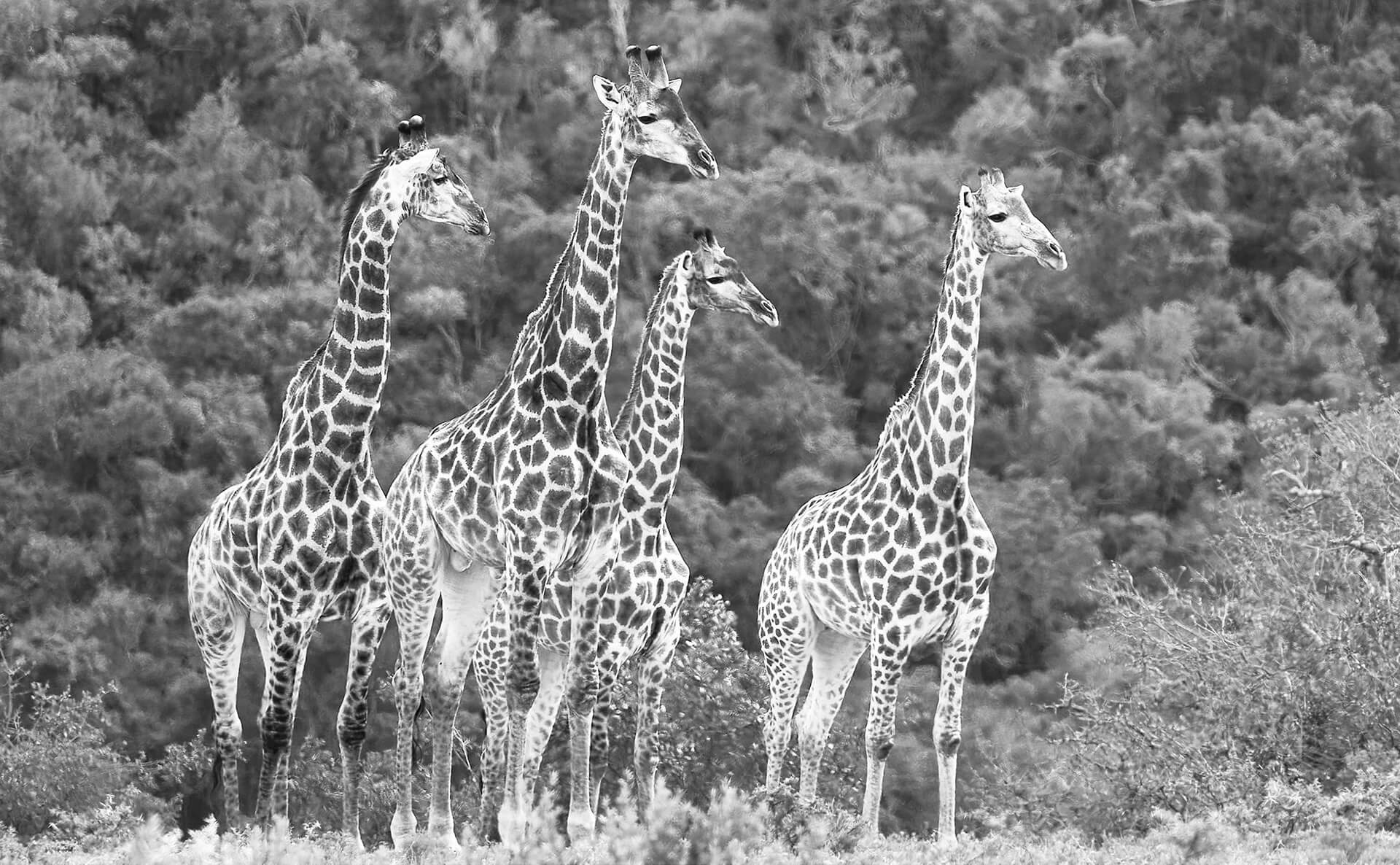 Vier Giraffen schauen in die Wildnis