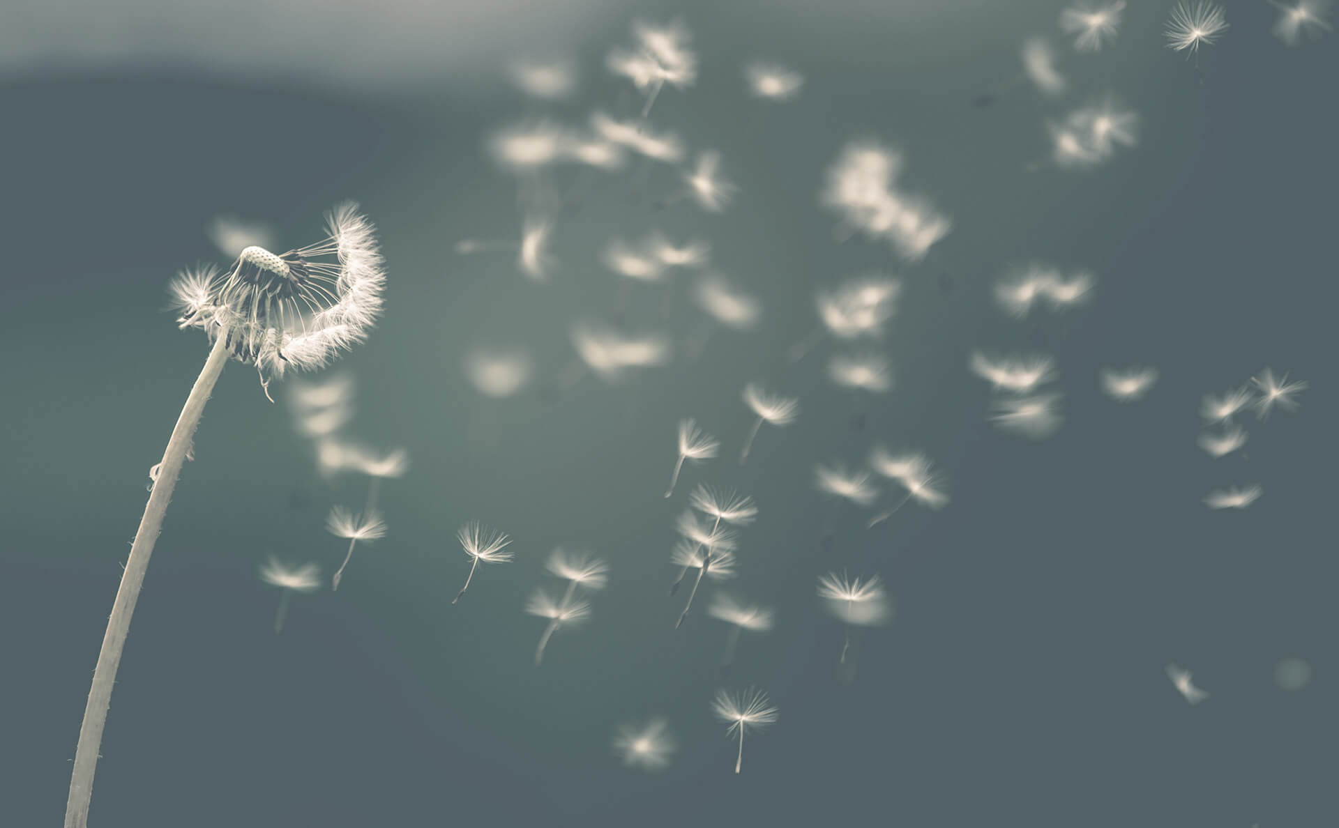 Blütenpollen vom Löwenzahn fliegen im Wind davon.