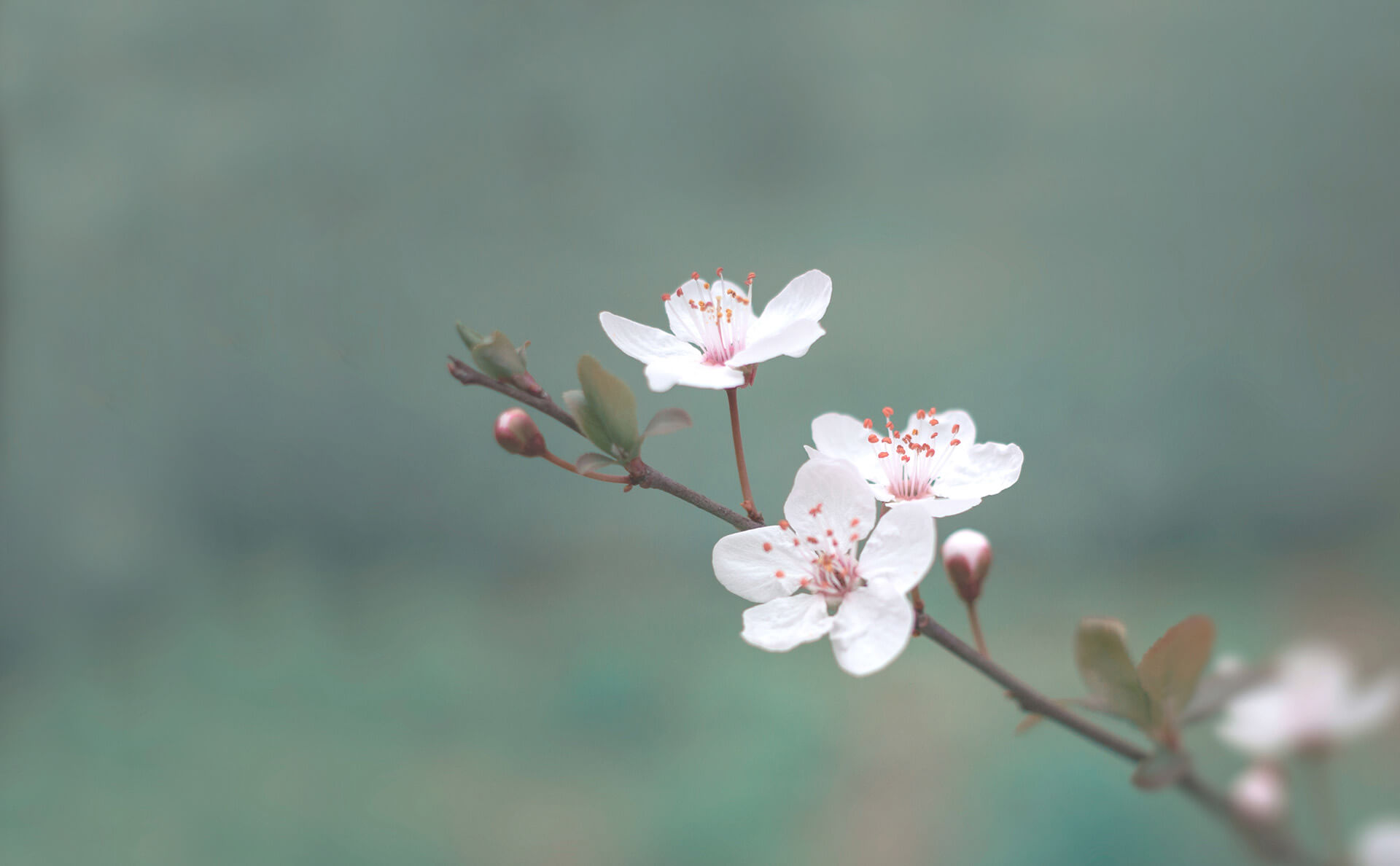 Zarte Kirschblüten öffnen sich im Frühling.