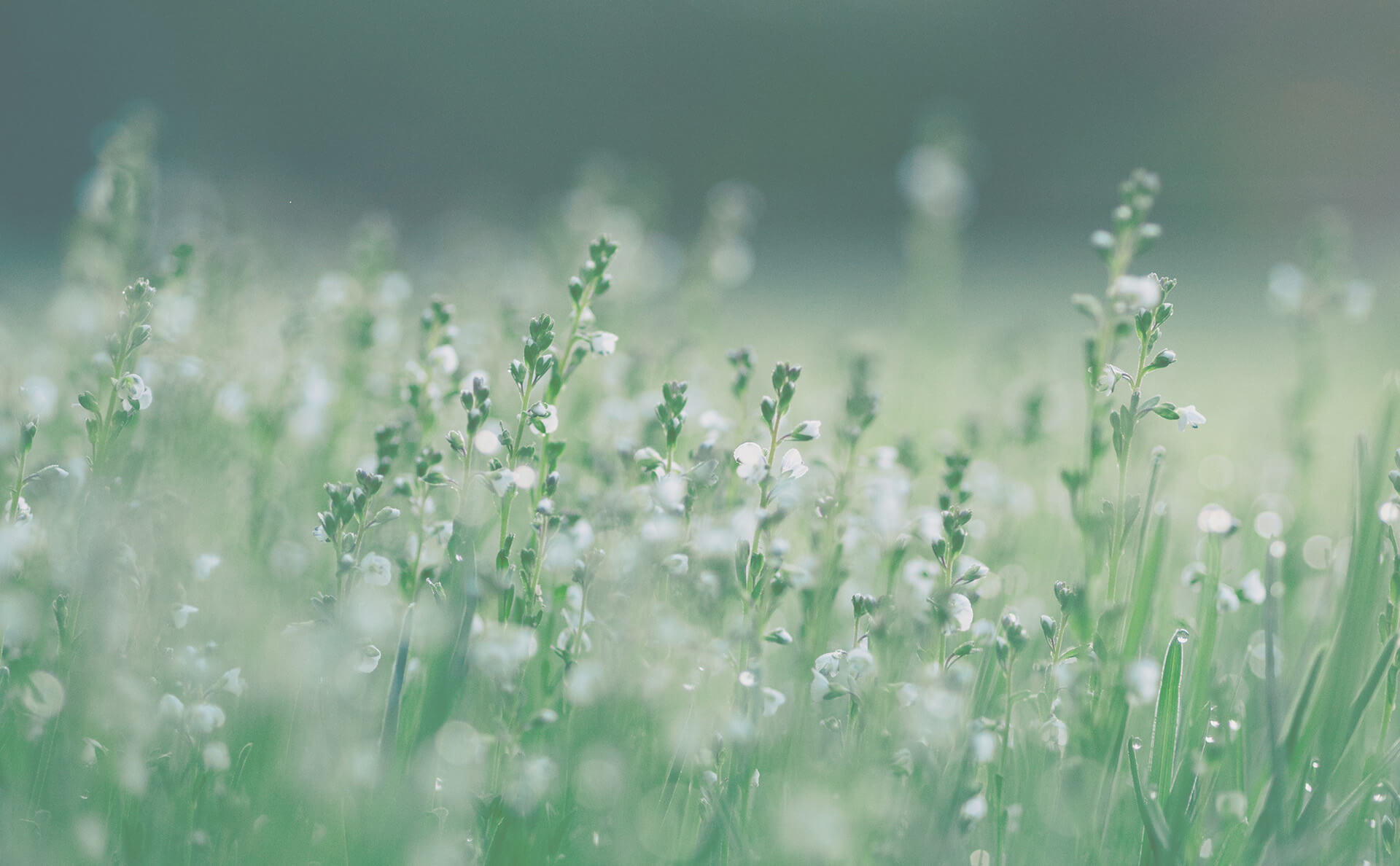 Tautropfen auf Wiesenblumen leuchten im Licht.