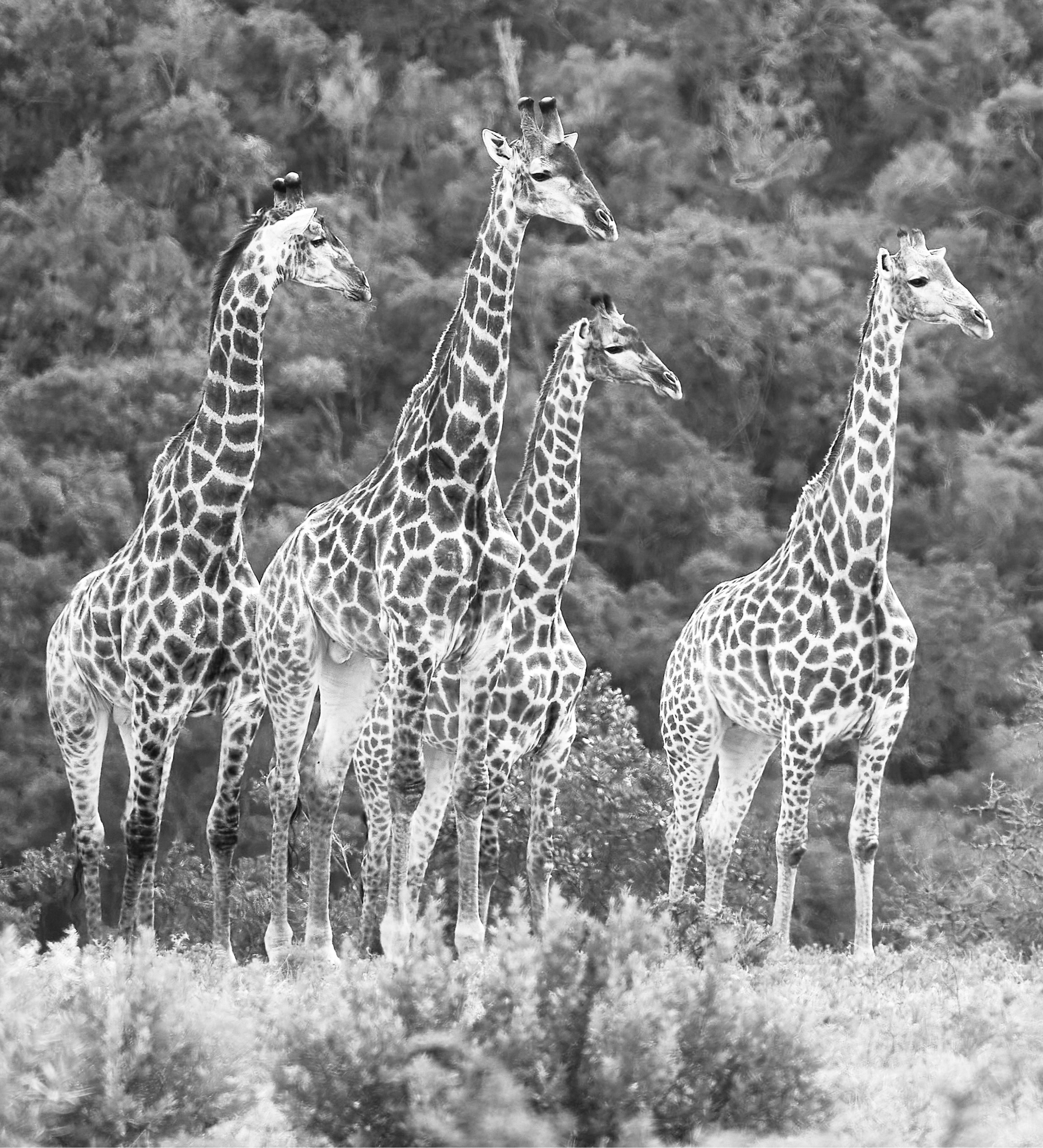 Vier Giraffen schauen in die Wildnis